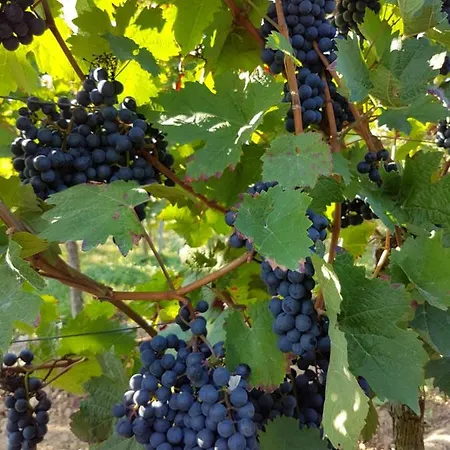 Weingut & Gaestehaus Nagel * Kapellen-Drusweiler