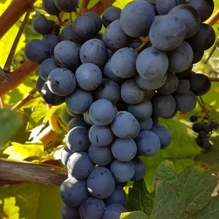 منزل للإقامة Weingut & Gaestehaus Nagel *