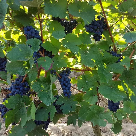 Weingut & Gaestehaus Nagel منزل للإقامة *