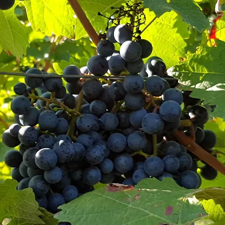 Weingut & Gaestehaus Nagel منزل للإقامة