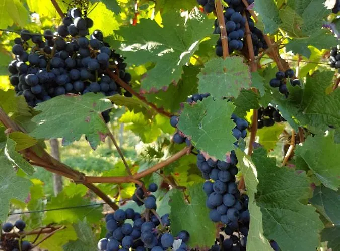 Weingut & Gaestehaus Nagel * Kapellen-Drusweiler