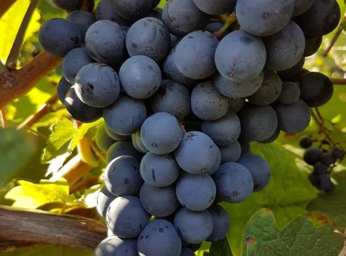 Ubytování v soukromí Weingut & Gaestehaus Nagel *