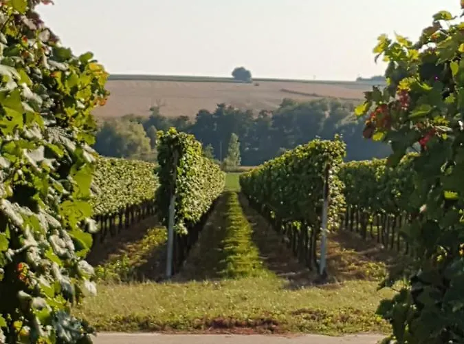 Weingut & Gaestehaus Nagel Quarto em Acomodações Particulares