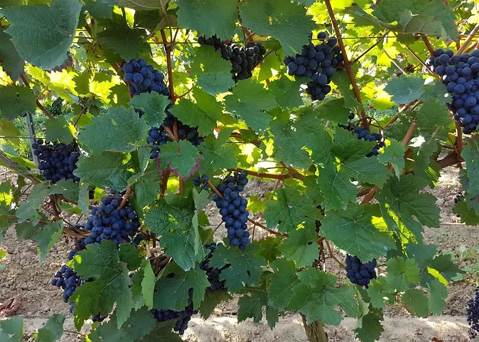 Weingut & Gaestehaus Nagel Ubytování v soukromí *