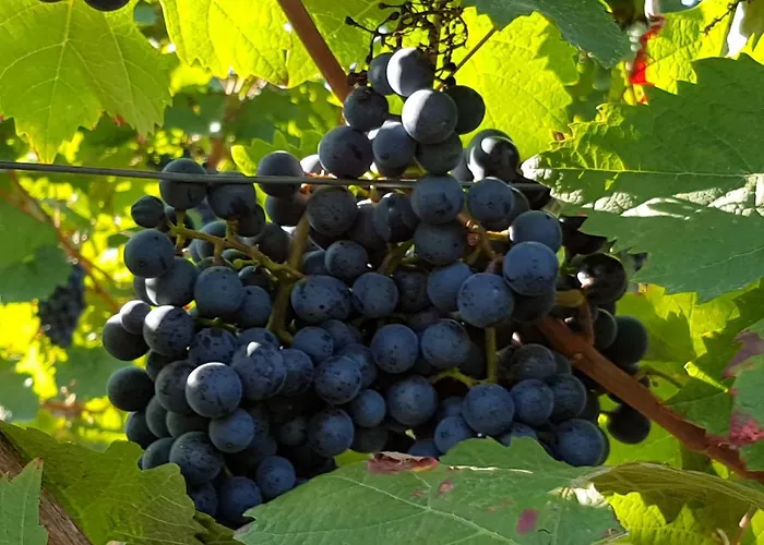 Weingut & Gaestehaus Nagel Ubytování v soukromí